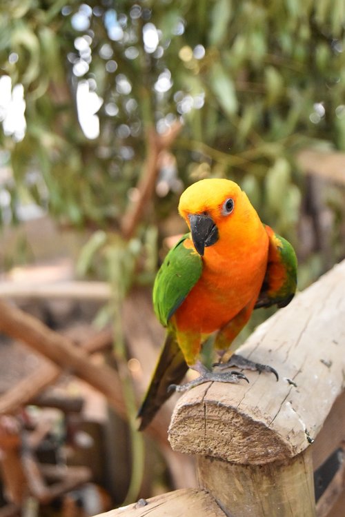 bird  parrot  wildlife