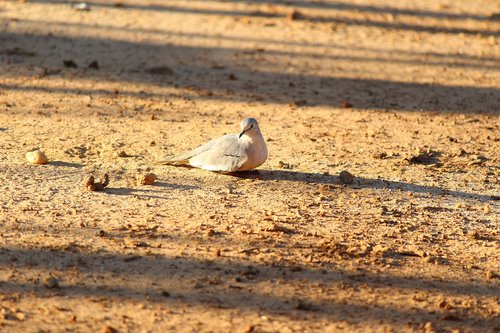 bird  pigeon  birds