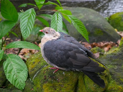 bird  nature  outdoors