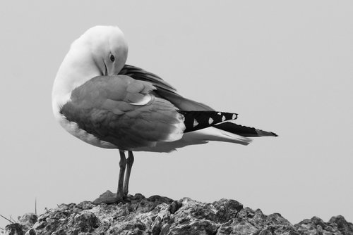 bird  seagull  nature