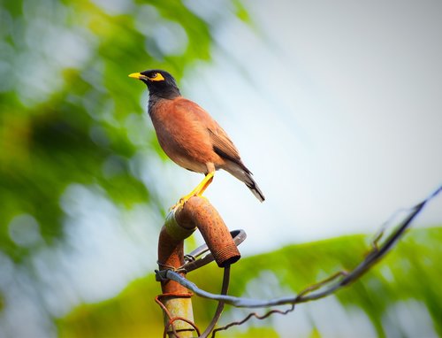 bird  wildlife  animal