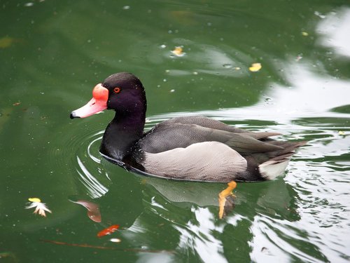 bird  duck  water