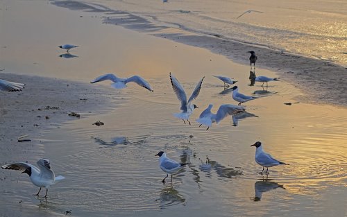 bird  water  nature