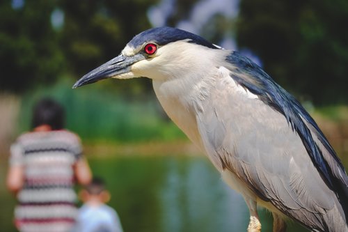 bird  wildlife  animal