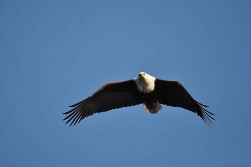 bird  raptor  eagle