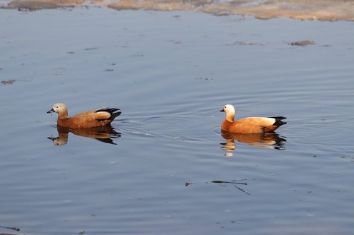 bird  living nature  water