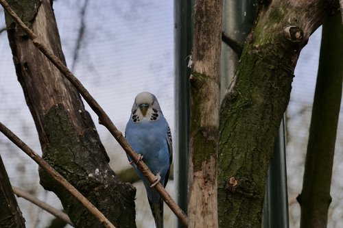 bird  tree  nature