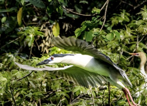 bird  nature  wildlife