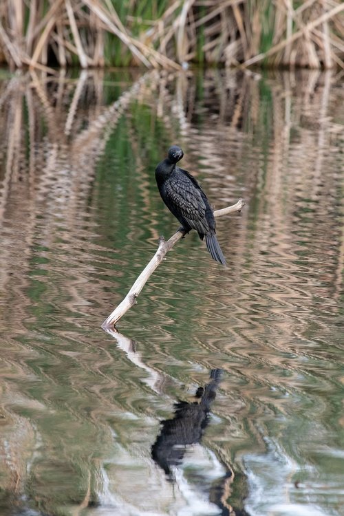 bird  nature  wildlife