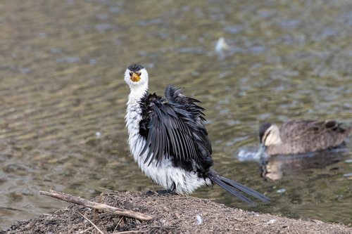 bird  wildlife  nature