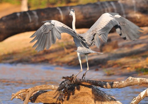 bird  wildlife  nature