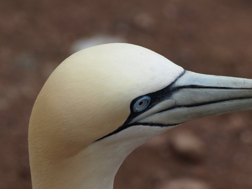 bird  fauna  nature