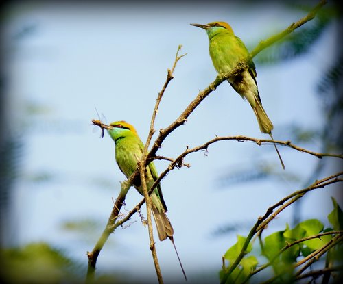 bird  wildlife  animal