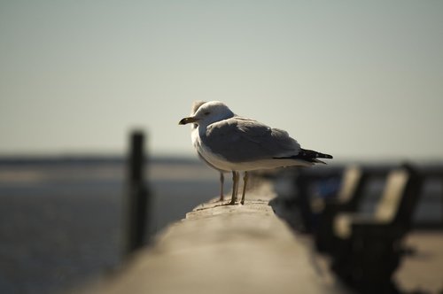 bird  water  nature