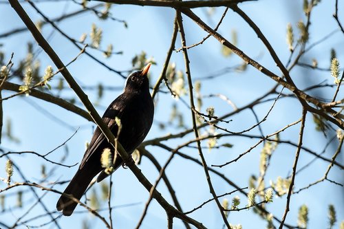 bird  nature  tree