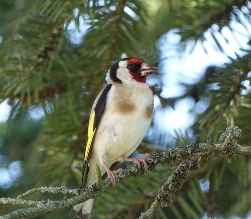 bird  tree  fauna