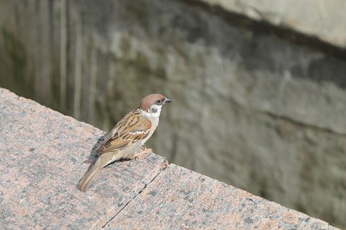 bird  sparrow