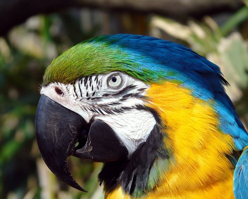 bird  parrot  beak