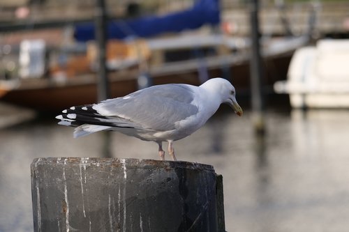 bird  gull  water