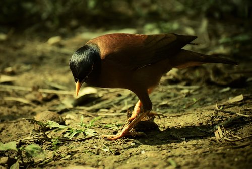 bird  wildlife  nature