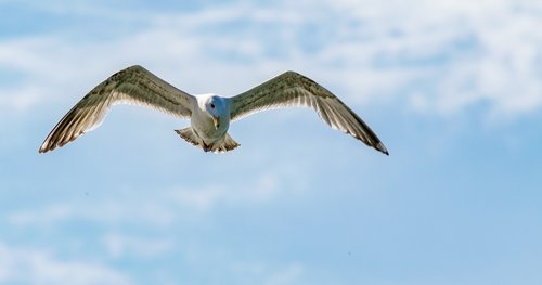 bird  flight  nature