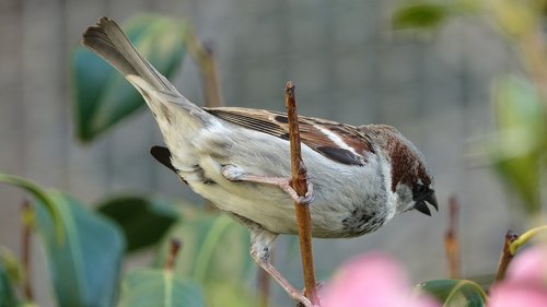 bird  nature  fauna