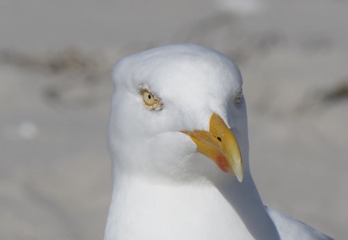 bird  nature  gull