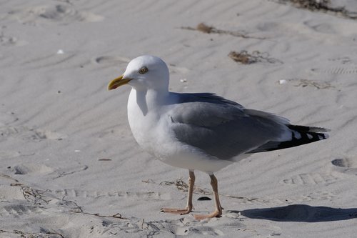 bird  gull  beach