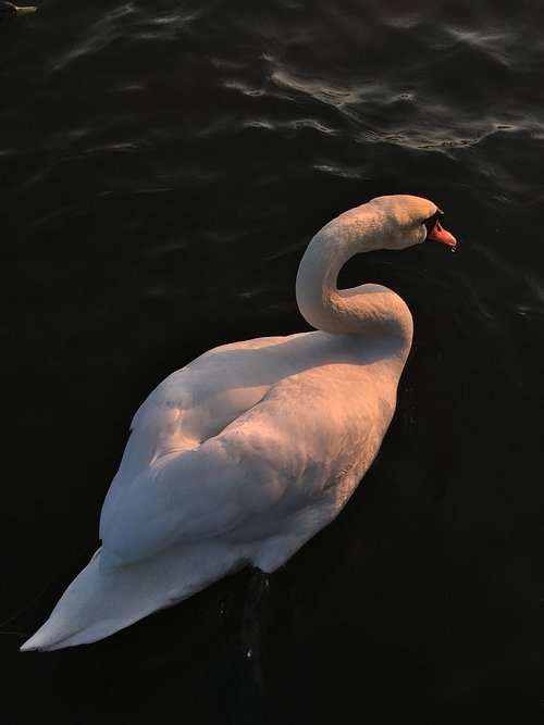 bird  water  nature