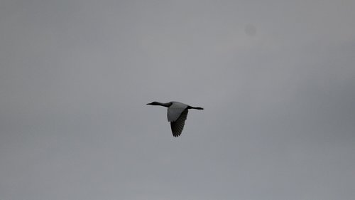 bird  sky  flight