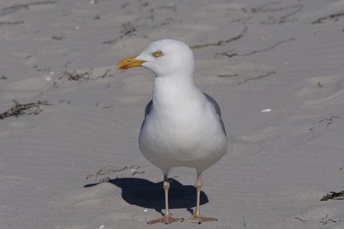 bird  animal world  seagull