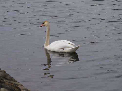 bird  swan  waters