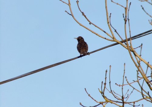 bird  nature  fauna