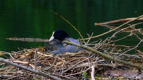 bird  nature  fauna