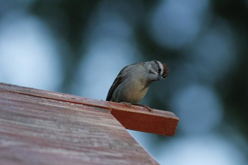 bird  wildlife  nature