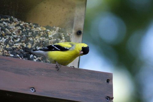 bird  outdoors  wildlife