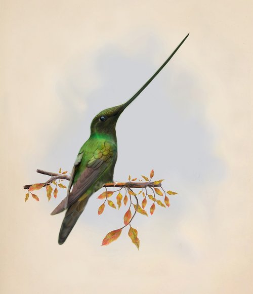 bird  hummingbird  beak