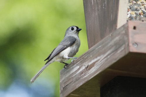 bird  wildlife  nature