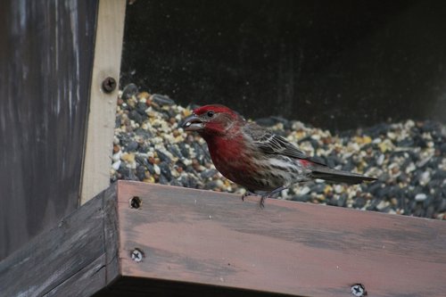 bird  nature  outdoors