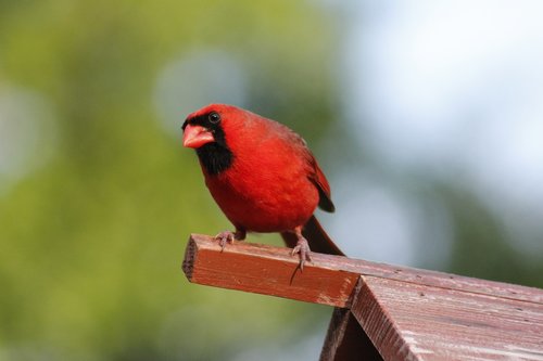 bird  wildlife  nature