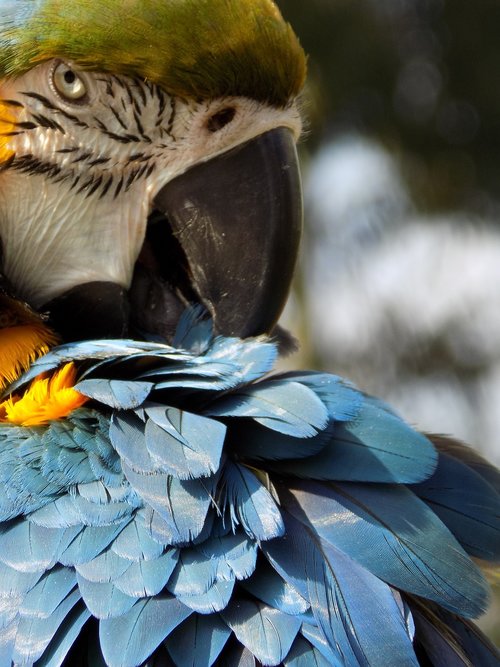 bird  feather  wildlife