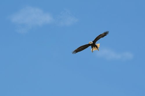 bird  sky  flight