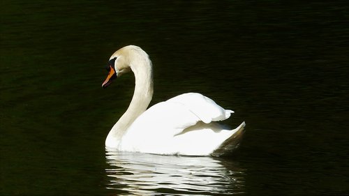 bird  swan  body of water