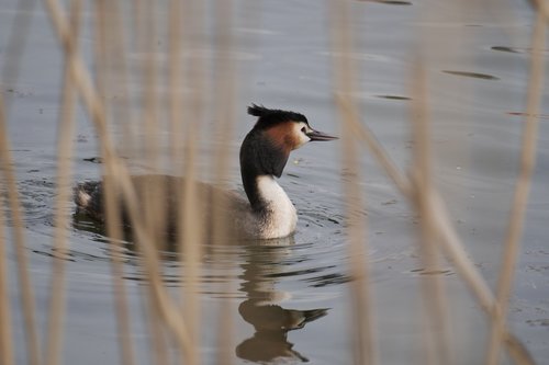 bird  puddle  great crested grebe