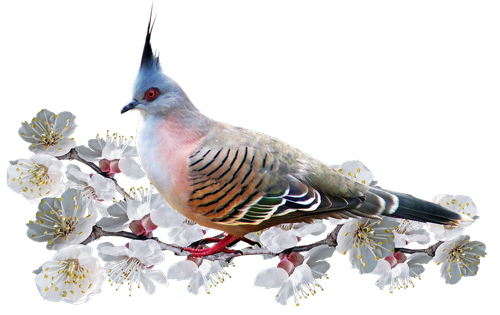 bird  pigeon  blossom