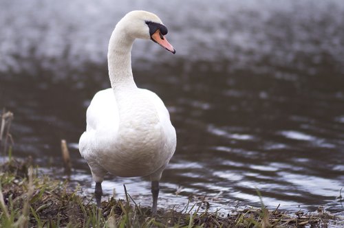 bird  swan  nature