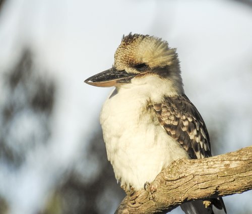 bird  wildlife  animal