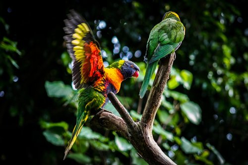 bird  nature  parrot