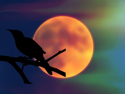 bird  mockingbird  moon
