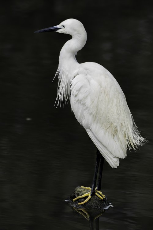 bird  feather  egret